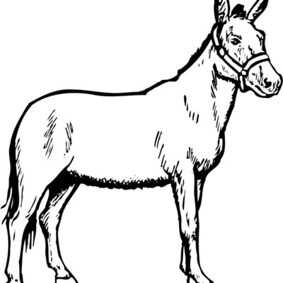 BURRO002 Thumbnail