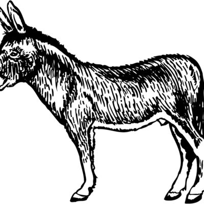 BURRO004 Thumbnail