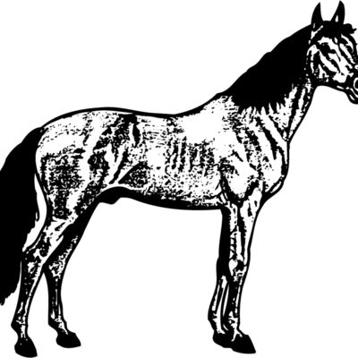 HORSE014 Thumbnail