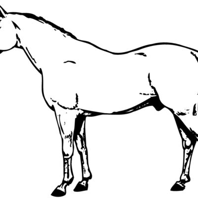 HORSE017 Thumbnail