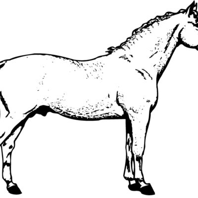 HORSE019 Thumbnail