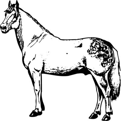 HORSE033 Thumbnail