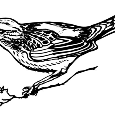 BIRD018 Thumbnail