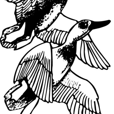BIRD078 Thumbnail
