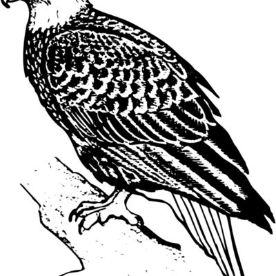 EAGLE021 Thumbnail