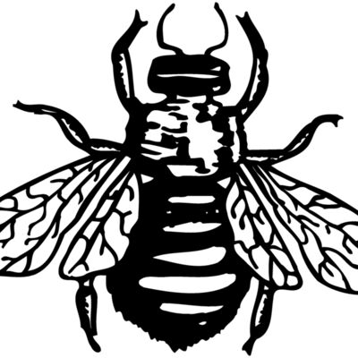 FLY01 Thumbnail
