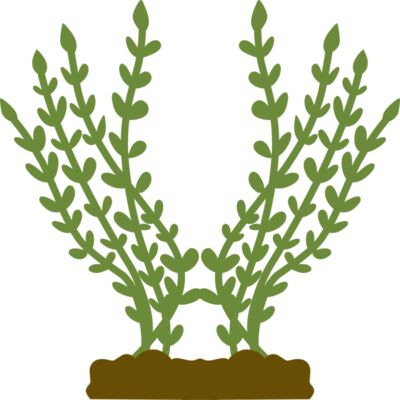 Plants 4 Thumbnail
